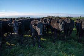100% Grass-fed Wagyu Tallow